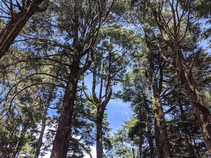 Inside Pine Forest